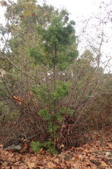 Afrocarpus gracilior