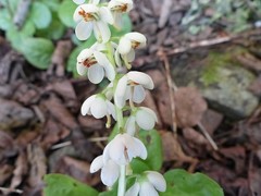 Pyrola elliptica