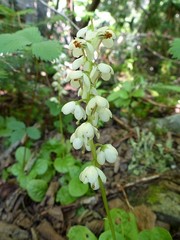 Pyrola elliptica