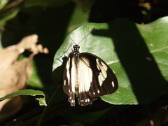 Papilio dardanus