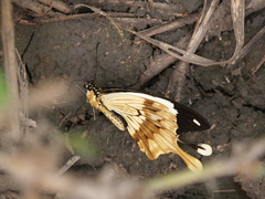 Papilio dardanus tibullus