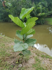 Coccoloba rugosa