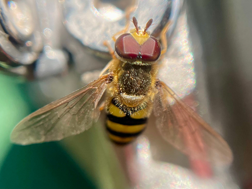 Unknown species found near Lake Macbride State Park, Solon, IA, US