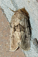 Sympistis infixa