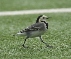 Motacilla alba
