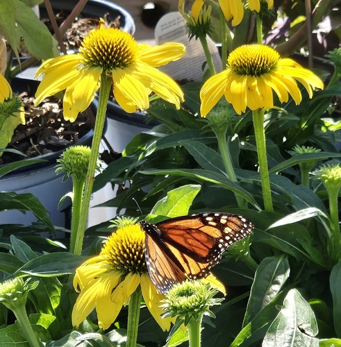 Monarch Butterfly