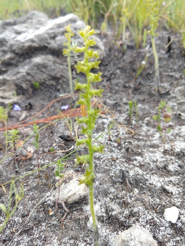 Image of Holothrix brevipetala by no rights reserved