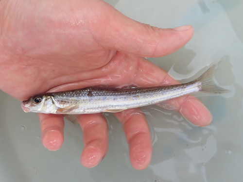 Hagedisgrondel (Saurogobio dabryi) — Cyprinidae — 3