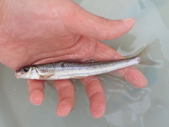 Lizard Gudgeon photo 2