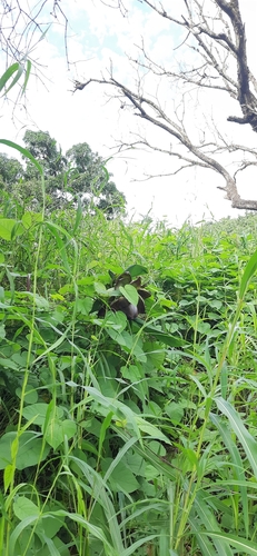 Ensete superbum, photograph 5