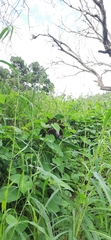 Ensete superbum, photograph (c) Sayee Girdhari, some rights reserved (CC BY)