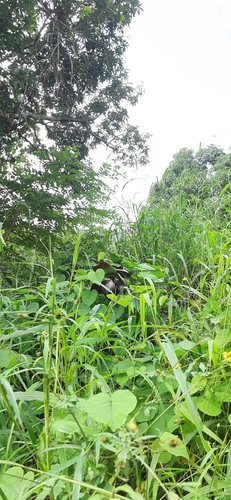 Ensete superbum, photograph 6