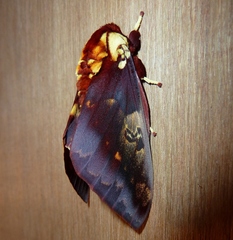 Citheronia phoronea