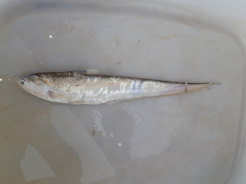 Anchovies (Coilia nasus) — Engraulidae — 5