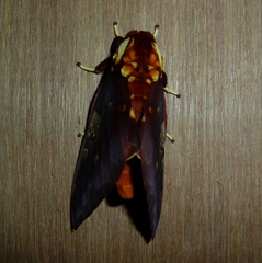Citheronia phoronea
