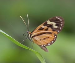Hypothyris euclea laphria