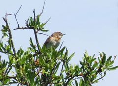 Schoeniophylax phryganophilus
