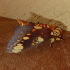 Citheronia hamifera