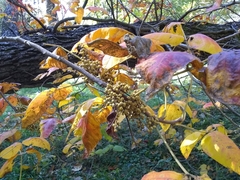 Toxicodendron radicans
