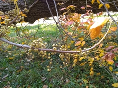 Toxicodendron radicans
