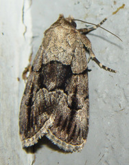 Sympistis infixa