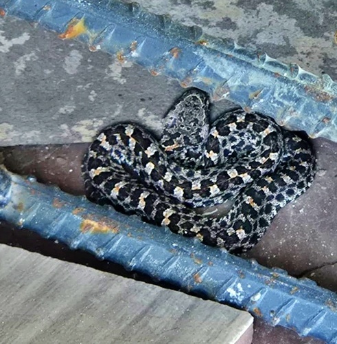 Slender Hognose Viper