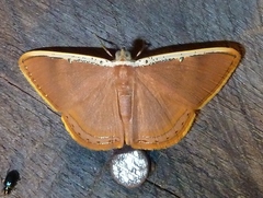 Palyas micacearia