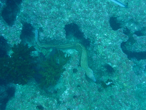 Gymnothorax favagineus