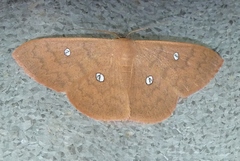 Semaeopus illimitata