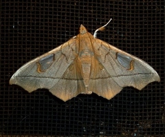 Midila lamia