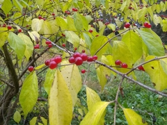 Lonicera maackii