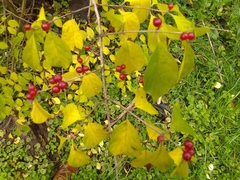 Lonicera maackii