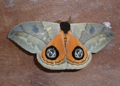 Automeris liberia