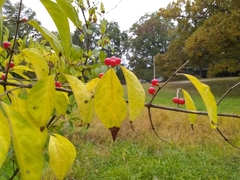 Lonicera maackii