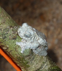 Dendropsophus marmoratus