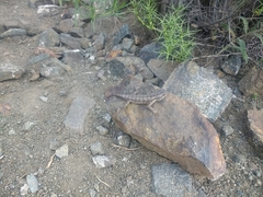 Leiosaurus