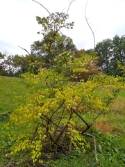 Lonicera maackii