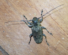 Dryoctenes scrupulosus