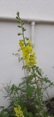 Verbascum coromandelianum, photograph Sayee Girdhari, CC BY, iNaturalist via GBIF