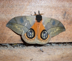 Automeris liberia