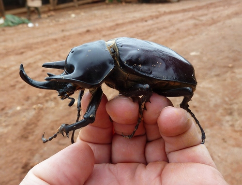 Megasoma janus · iNaturalist