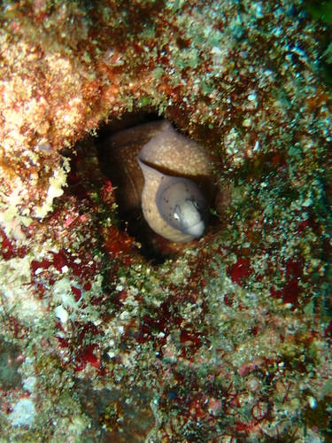 Gymnothorax griseus