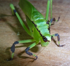 Cnemidophyllum lineatum