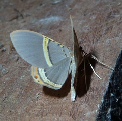 Phrygionis paradoxata