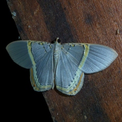 Phrygionis paradoxata