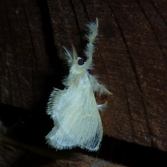 Dalceridae