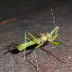 Ploeogaster