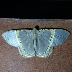 Phrygionis paradoxata