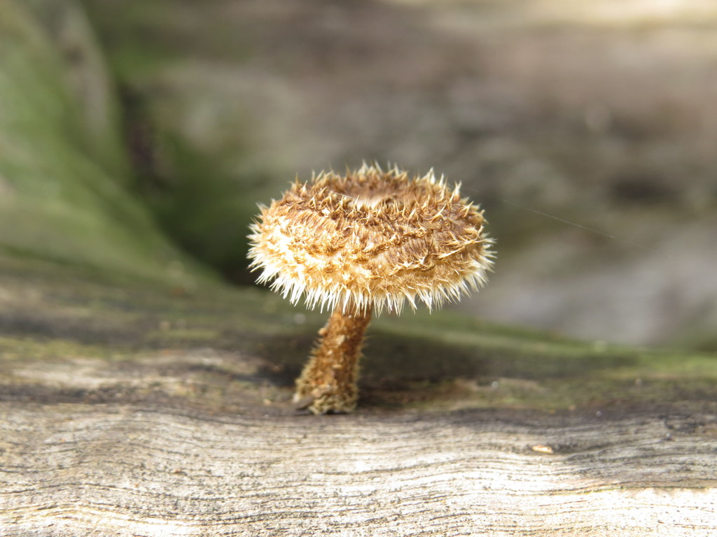 Lentinus crinitus · June 2015 · photo: © diogoluiz (iNaturalist, cc-by)