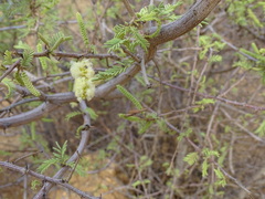Acacia hereroensis image